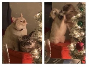 Create meme: Christmas seals, the cat and the tree
