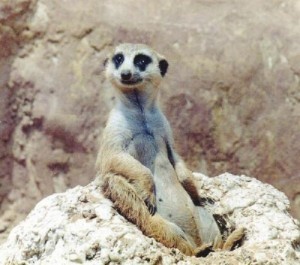 Create meme: Meerkats, meerkat sitting, meerkat cute