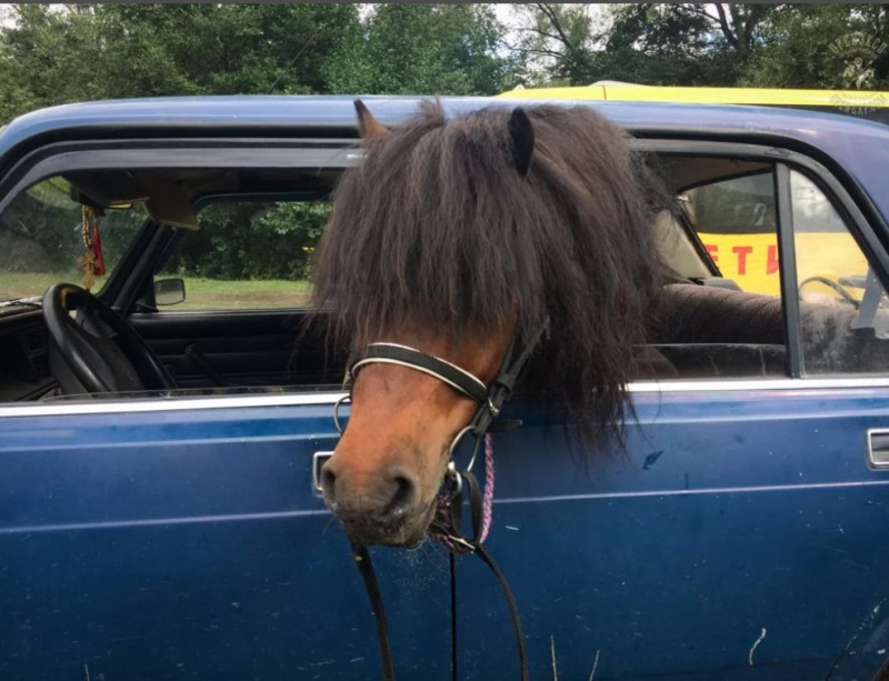 Create meme: The horse is ok, pony horses, The car is a horse