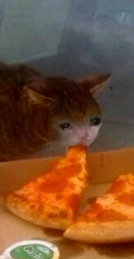 Create meme: cat with pizza, sad but delicious, cat 