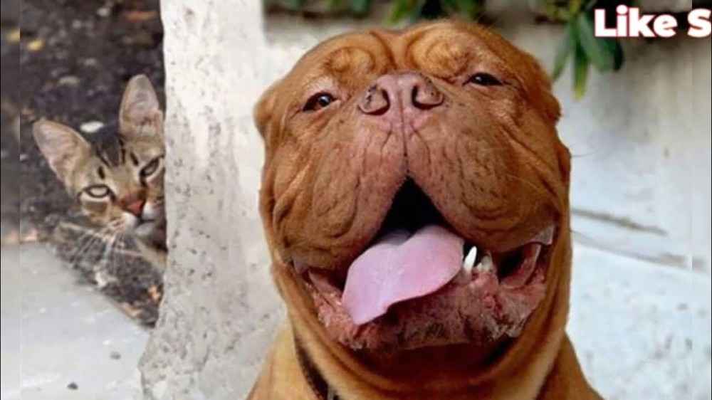 Create meme: The Bordeaux mastiff, The Great Dane of Bordeaux, French mastiff