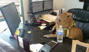 Создать мем: животное, животные в офисе, офисная крыса