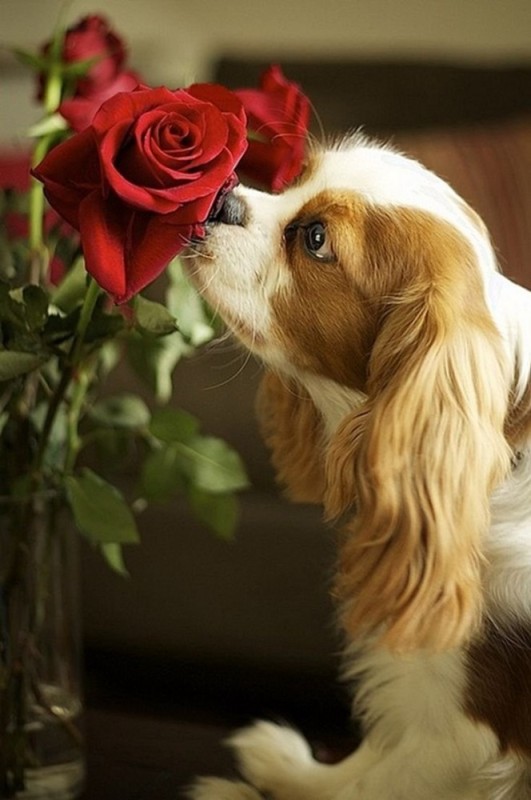 Create meme: dogs are beautiful, doggie flowers, dog with a bouquet