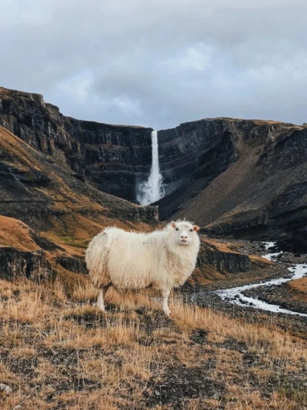 Create meme: Antarctica and the Arctic, Faroe Islands sheep, The Icelandic sheep