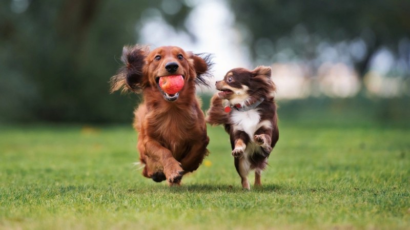 Create meme: running dog, happy dog , dog 