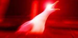 Create meme: blurred image, a deep breath, Seagull triggered