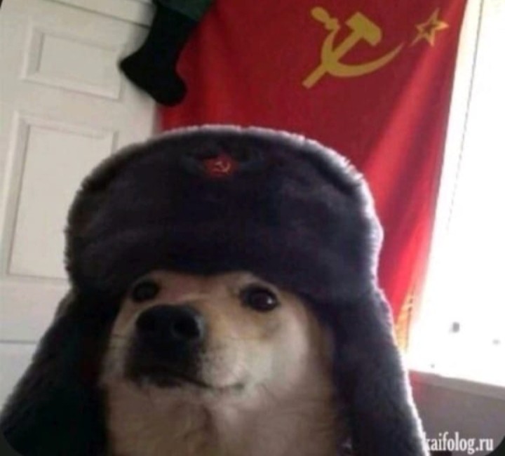 Create meme: dog with earflaps, a dog in an earflap of the USSR, a dog in a hat with earflaps