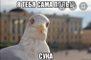 Create meme: seagulls meme, memes, meme Seagull