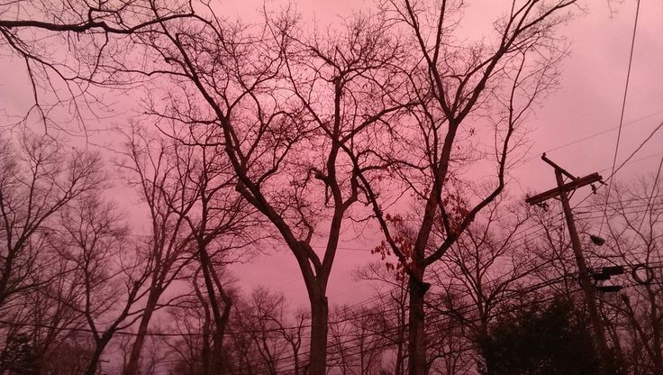 Create meme: nature trees, background sunset , pink sunset 