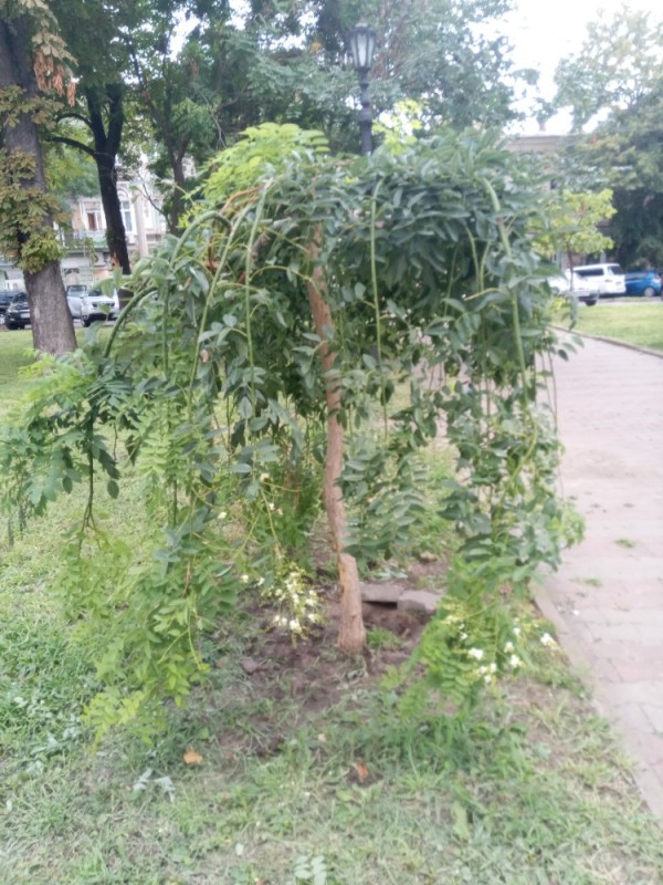 Создать мем: софора японская пендула, акация плакучая, софора пендула