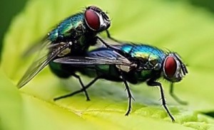 Создать мем: муха муха, насекомые, правда или миф