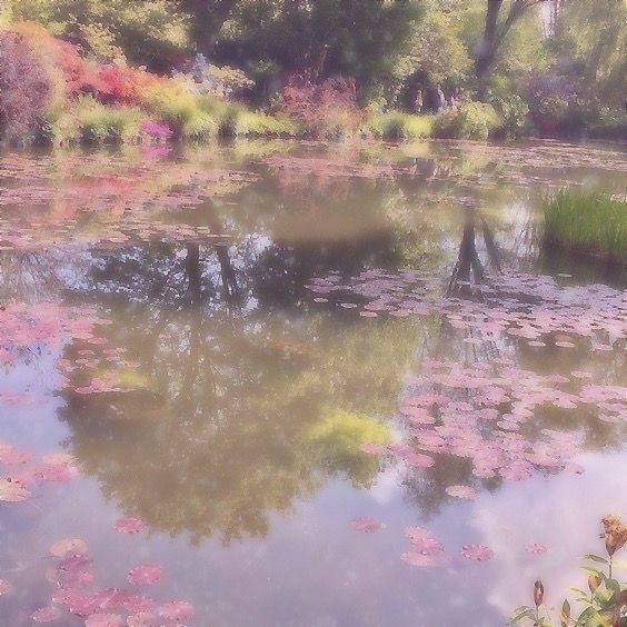 Create meme: blurred image, nature , Park nature 