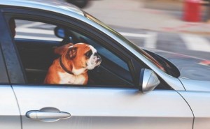 Create meme: Car, dog behind the wheel, car