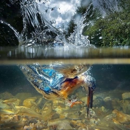 Create meme: Kingfisher angler, kingfisher bird, kingfisher dives for fish