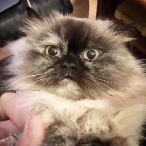 Создать мем: персидский, Гималайская кошка, лучшие имена для котов персов