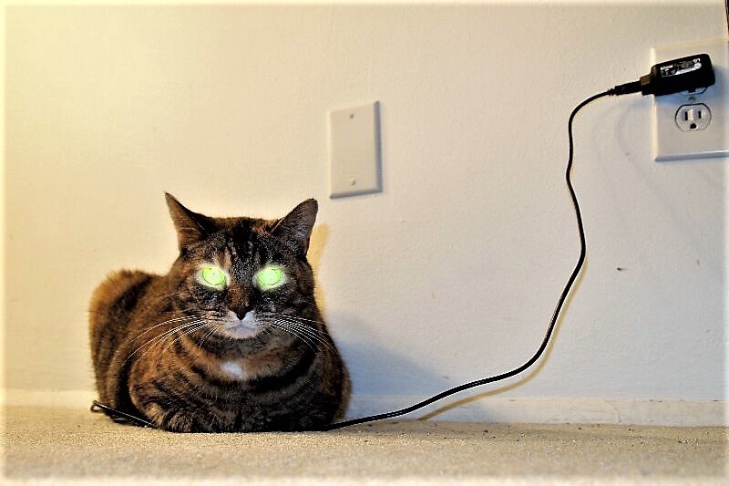 Create meme: cat and electricity, The cat is recharging, Roman the cat