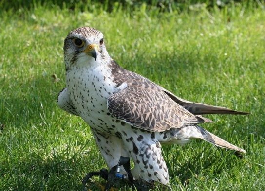 Create meme: Falcon Saker Falcon, the falcon bird, Saker bird