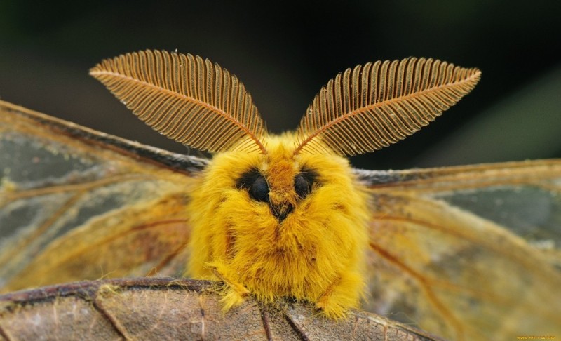 Create meme: venezuelan poodle moth silkworm, moth, moth butterfly