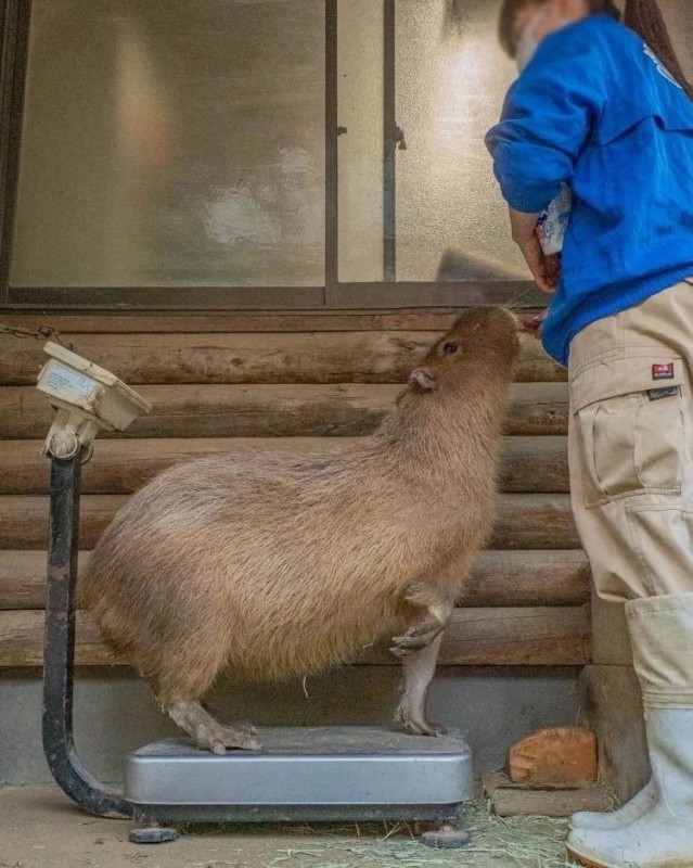 Create meme: the capybara , big capybara, atomic capybara