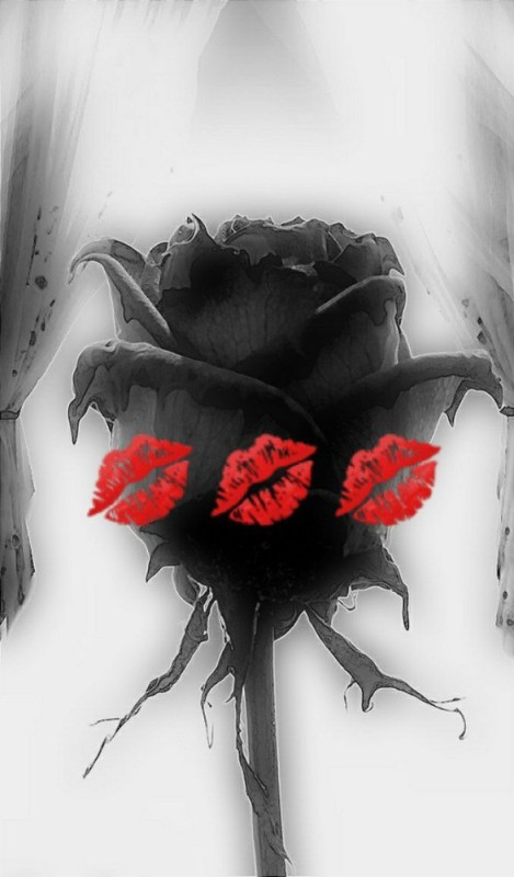 Создать мем: черные цветы, черная роза арт, черная роза с шипами
