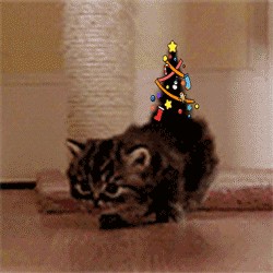 Create meme: kitten gif, cat , gifs of kittens