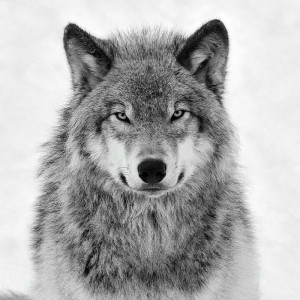 Create meme: the wolf smiles, grey wolf, wolf