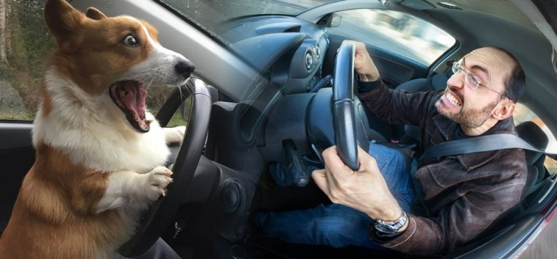 Create meme: corgi driving, a scared dog at the wheel, dog behind the wheel