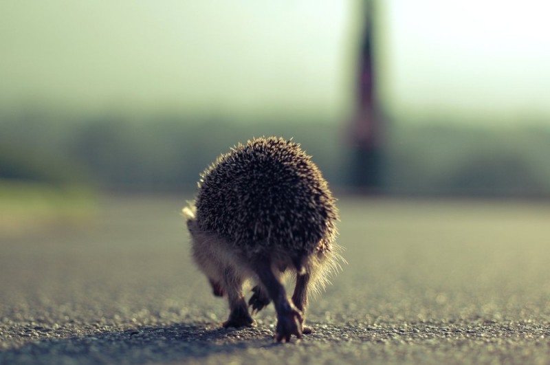 Create meme: Yegorzhik, offended hedgehog, running hedgehog