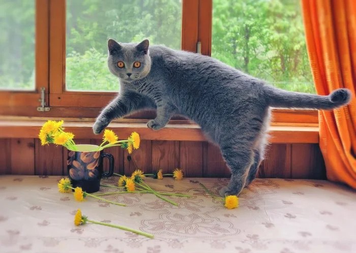 Create meme: the cat on the window, a cat in dandelions, chartreuse cats