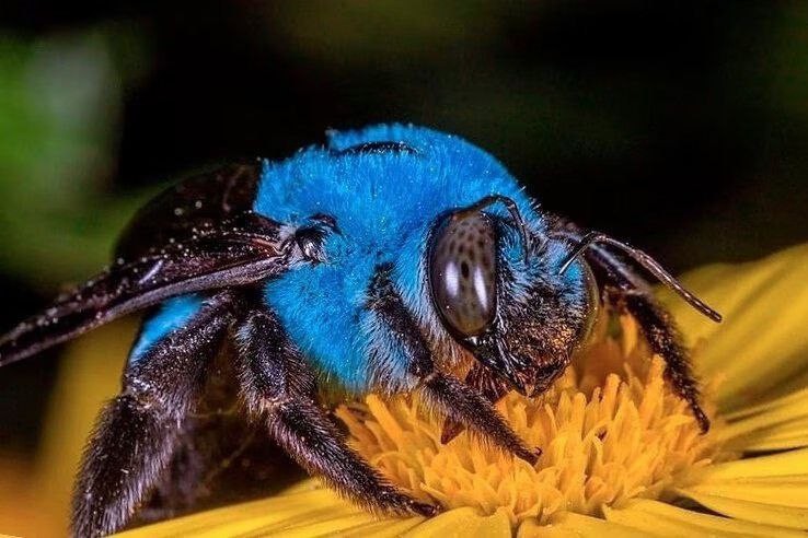 Создать мем: пчела-плотник xylocopa valga, пчела плотник, синяя пчела