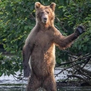 Create meme: wet bear, bear bear, big brown bear