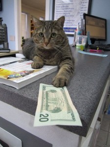 Create meme: cat gives money, cash cat, cat with money