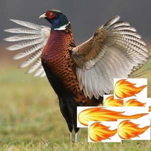 Create meme: pheasant