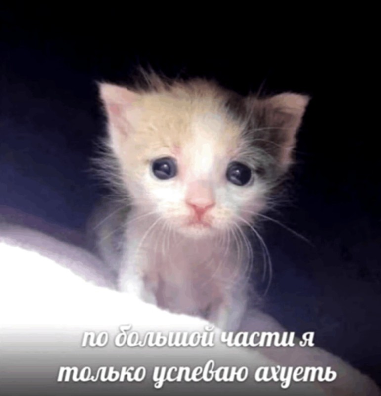 Create meme: the cat is crying , sick kitten, the kitten is crying