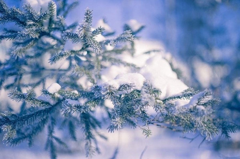 Create meme: winter snow , winter snowflakes, winter branch