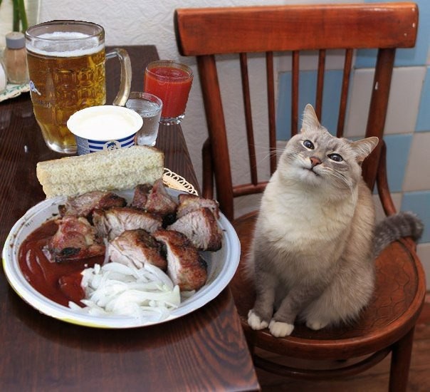 Create meme: happy cat with pancakes, cat blini, cat 