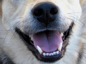 Create meme: smiling dog, dog's teeth