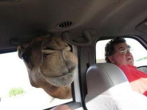 Create meme: the face of a camel, camel, vehicle