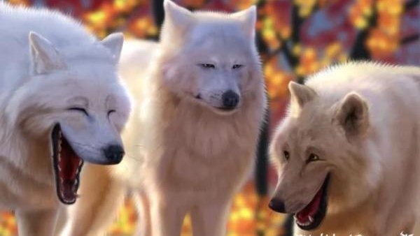 Create meme: polar wolf, wolves neigh meme, laughing wolves