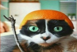 Создать мем: котэ, куки в шлеме из апельсина, канал сливки шоу