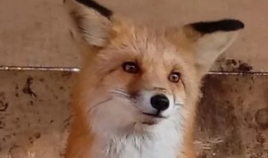 Создать мем: лисица, what does the fox say, ручная лиса обыкновенная белая