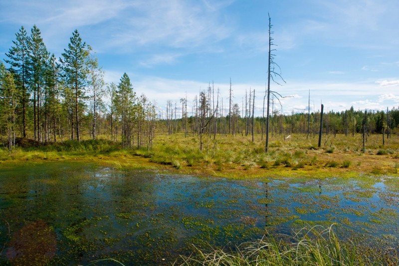 Create meme: yupyauzhshuo swamp Karelia, Vazhinskoye swamp Karelia, lowland marshes of Karelia