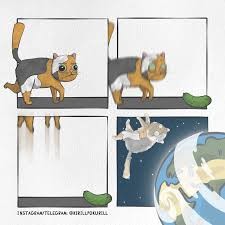 Create meme: cat , web comic, seals vs foxes