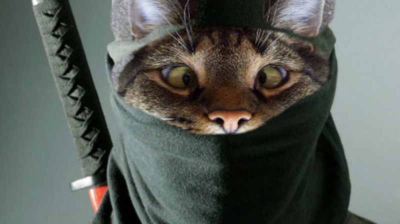 Create meme: ninja cat , ninja , ninja mask