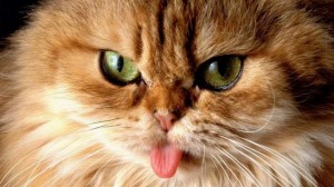 Create meme: cat, Persian cat, red cat