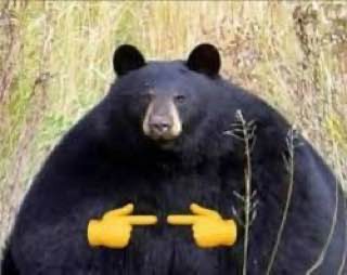 Create meme: American black bear, The bear is fat, grizzly bear black