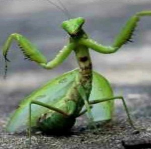 Create meme: the female praying mantis, mantis