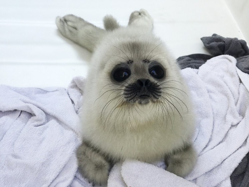 Create meme: The white seal, little seal, belek is a baby seal