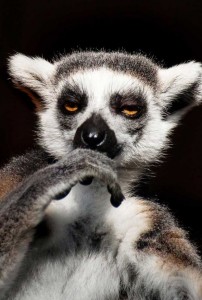 Create meme: lemur, uzbagoysya lemur