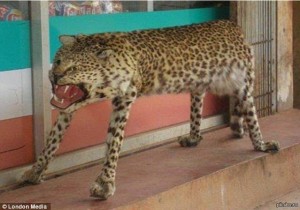 Create meme: stoned Cheetah, a stuffed leopard